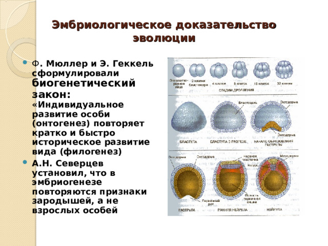 Эмбриологическое доказательство эволюции Ф . Мюллер и Э. Геккель сформулировали биогенетический закон: «Индивидуальное развитие особи (онтогенез) повторяет кратко и быстро историческое развитие вида (филогенез) А.Н. Северцев установил, что в эмбриогенезе повторяются признаки зародышей, а не взрослых особей   