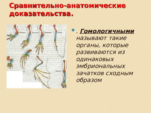 Сравнительно-анатомические доказательства.   . Гомологичными называют такие органы, которые развиваются из одинаковых эмбриональных зачатков сходным образом 