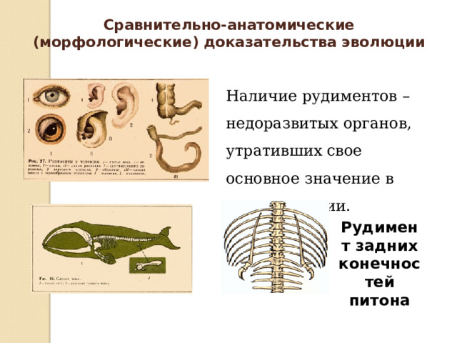 Сравнительно-анатомические (морфологические) доказательства эволюции Наличие  рудиментов – недоразвитых органов, утративших свое основное значение в ходе эволюции. Рудимент задних конечностей питона  