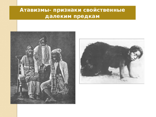Атавизмы- признаки свойственные далеким предкам  