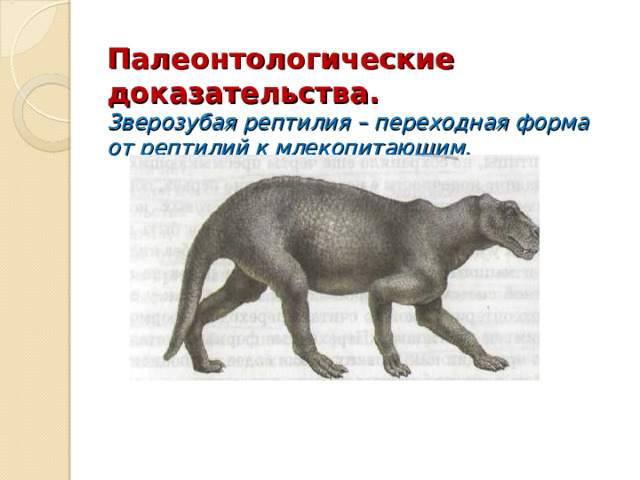 Палеонтологические доказательства.  Зверозубая рептилия – переходная форма от рептилий к млекопитающим.   