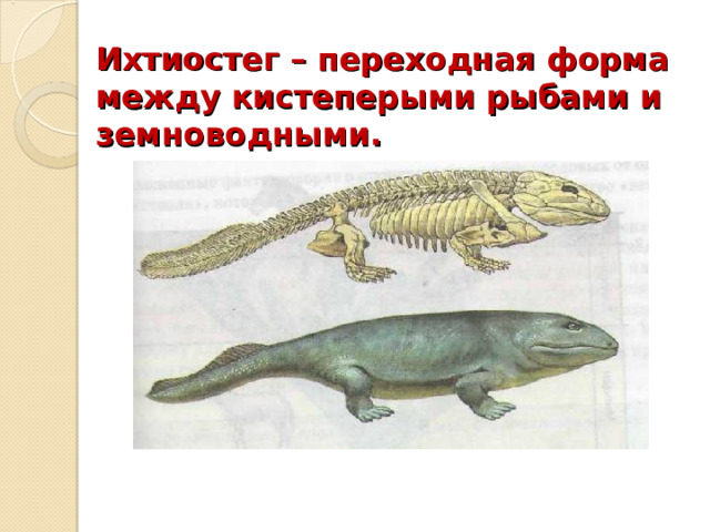 Ихтиостег – переходная форма между кистеперыми рыбами и земноводными. 