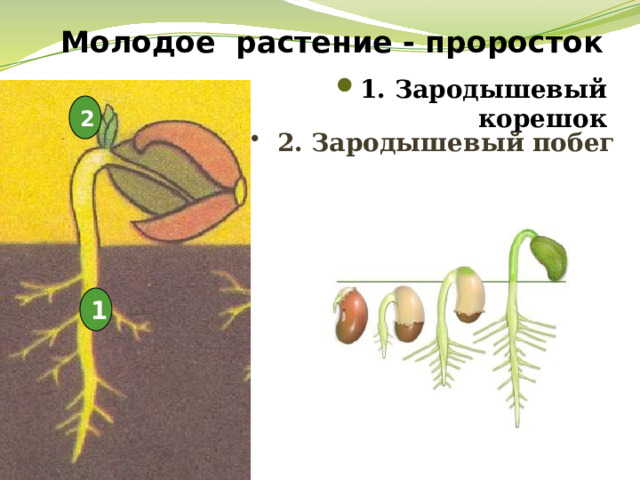 Молодое растение - проросток 1. Зародышевый корешок  2  2. Зародышевый побег 1 