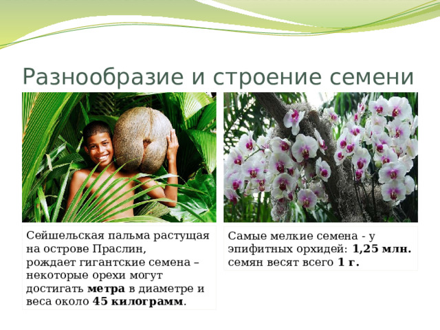 Разнообразие и строение семени Сейшельская пальма растущая на острове Праслин, рождает гигантские семена – некоторые орехи могут достигать метра в диаметре и веса около 45 килограмм . Самые мелкие семена - у эпифитных орхидей: 1,25 млн. семян весят всего 1 г. 