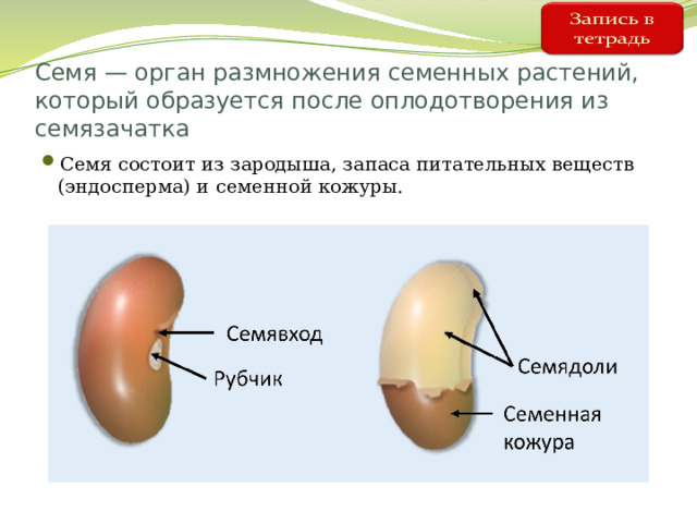 Семя — орган размножения семенных растений, который образуется после оплодотворения из семязачатка Семя состоит из зародыша, запаса питательных веществ (эндосперма) и семенной кожуры. 