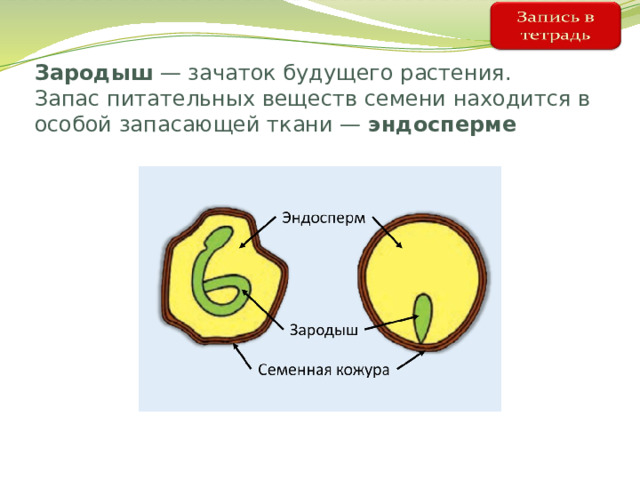 Зародыш — зачаток будущего растения.  Запас питательных веществ семени находится в особой запасающей ткани — эндосперме  