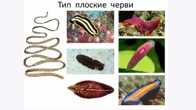 Плоские черви 