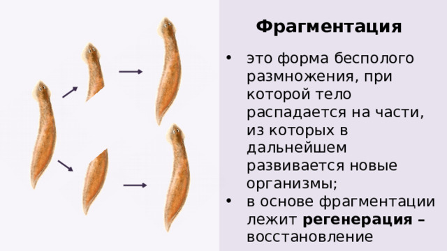 Фрагментация это форма бесполого размножения, при которой тело распадается на части, из которых в дальнейшем развивается новые организмы; в основе фрагментации лежит регенерация – восстановление утраченных органов и тканей. 