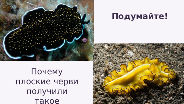 Подумайте! Почему плоские черви получили такое название? 