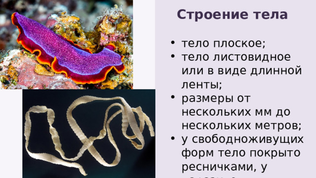 Строение тела тело плоское; тело листовидное или в виде длинной ленты; размеры от нескольких мм до нескольких метров; у свободноживущих форм тело покрыто ресничками, у паразитов образуется тегумент. тело плоское; тело листовидное или в виде длинной ленты; размеры от нескольких мм до нескольких метров; у свободноживущих форм тело покрыто ресничками, у паразитов образуется тегумент. 