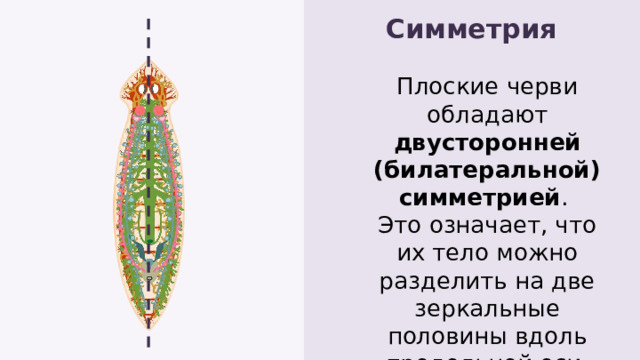 Симметрия Плоские черви обладают двусторонней (билатеральной) симметрией . Это означает, что их тело можно разделить на две зеркальные половины вдоль продольной оси. 