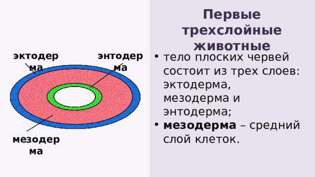 Первые трехслойные животные тело плоских червей состоит из трех слоев: эктодерма, мезодерма и энтодерма; мезодерма – средний слой клеток. энтодерма эктодерма мезодерма 