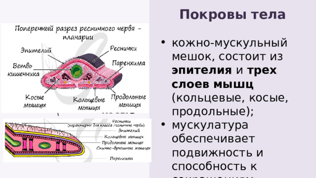 Покровы тела продольные мышцы кольцевые мышцы кожно-мускульный мешок, состоит из эпителия и трех слоев мышц (кольцевые, косые, продольные); мускулатура обеспечивает подвижность и способность к сокращениям. кожно-мускульный мешок, состоит из эпителия и трех слоев мышц (кольцевые, косые, продольные); мускулатура обеспечивает подвижность и способность к сокращениям. косые мышцы эпидермис 
