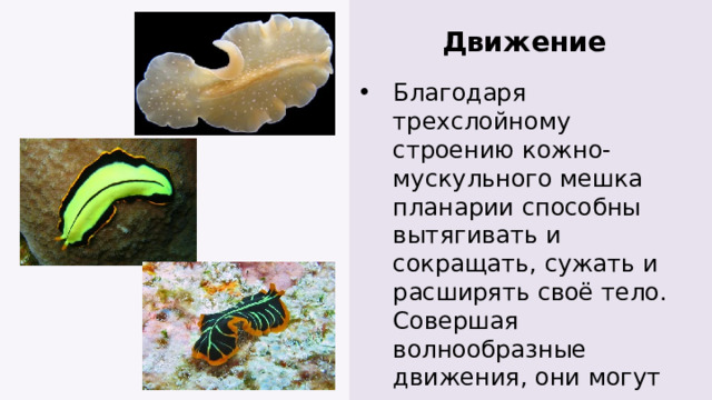 Движение Благодаря трехслойному строению кожно-мускульного мешка планарии способны вытягивать и сокращать, сужать и расширять своё тело. Совершая волнообразные движения, они могут скручивать тело. 