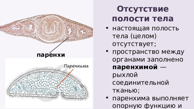 Отсутствие полости тела настоящая полость тела (целом) отсутствует; пространство между органами заполнено паренхимой — рыхлой соединительной тканью; паренхима выполняет опорную функцию и запасает питательные вещества. настоящая полость тела (целом) отсутствует; пространство между органами заполнено паренхимой — рыхлой соединительной тканью; паренхима выполняет опорную функцию и запасает питательные вещества. паренхима 