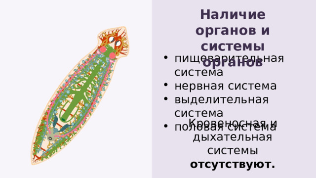 Наличие органов и системы органов пищеварительная система нервная система выделительная система половая система пищеварительная система нервная система выделительная система половая система Кровеносная и дыхательная системы отсутствуют. 
