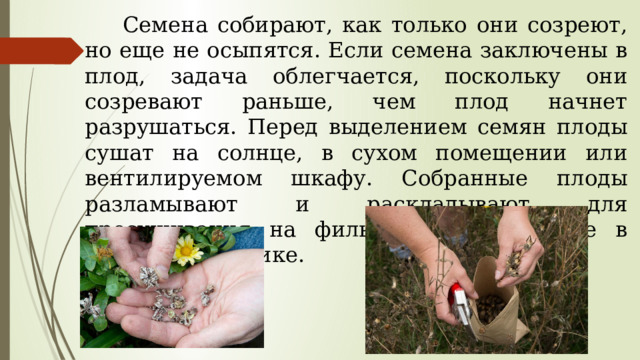  Семена собирают, как только они созреют, но еще не осыпятся. Если семена заключены в плод, задача облегчается, поскольку они созревают раньше, чем плод начнет разрушаться. Перед выделением семян плоды сушат на солнце, в сухом помещении или вентилируе­мом шкафу. Собранные плоды разламывают и раскладывают для просушивания на фильтровальной бумаге в неглубоком ящике. 