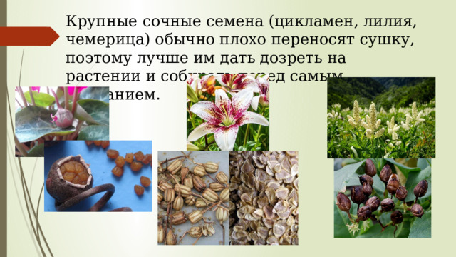 Крупные сочные семена (цикламен, лилия, чемерица) обычно плохо переносят сушку, поэтому лучше им дать дозреть на растении и собирать перед самым осыпанием. 