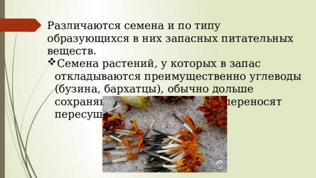 Различаются семена и по типу образующихся в них запасных питательных веществ. Семена растений, у которых в запас отклады­ваются преимущественно углеводы (бузина, бархатцы), обычно дольше сохраняют всхожесть и легко переносят пересушивание. 