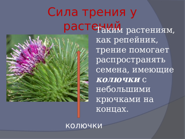 Сила трения у растений Таким растениям, как репейник, трение помогает распространять семена, имеющие колючки с небольшими крючками на концах. колючки 