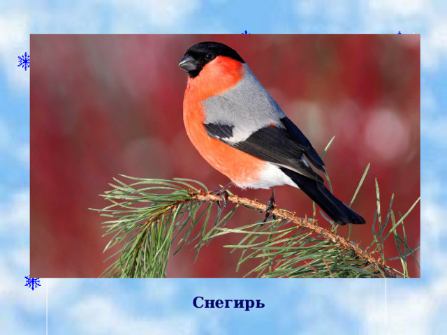   Снегирь 