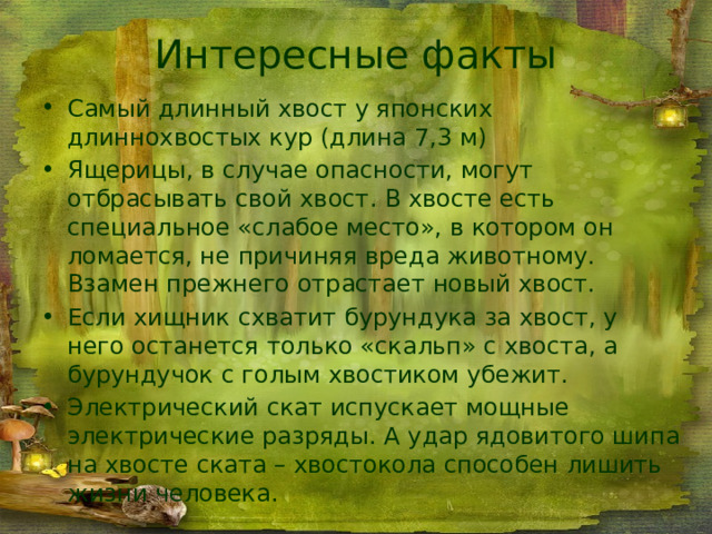 Интересные факты Самый длинный хвост у японских длиннохвостых кур (длина 7,3 м) Ящерицы, в случае опасности, могут отбрасывать свой хвост. В хвосте есть специальное «слабое место», в котором он ломается, не причиняя вреда животному. Взамен прежнего отрастает новый хвост. Если хищник схватит бурундука за хвост, у него останется только «скальп» с хвоста, а бурундучок с голым хвостиком убежит. Электрический скат испускает мощные электрические разряды. А удар ядовитого шипа на хвосте ската – хвостокола способен лишить жизни человека. 