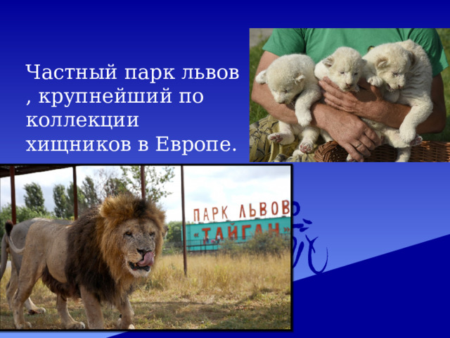 Частный парк львов, крупнейший по коллекции хищников в Европе. 