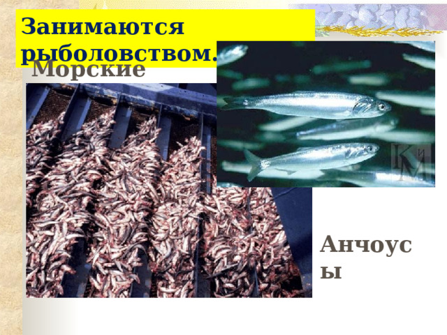 Занимаются рыболовством. Морские рыбы: Анчоусы 