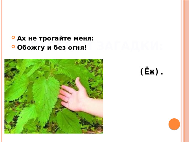 Отгадай загадки: Ах не трогайте меня: Обожгу и без огня! (Ёж). 