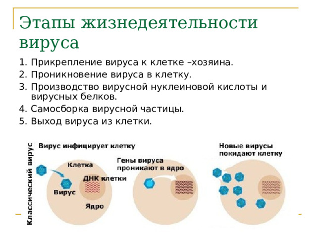 Этапы жизнедеятельности вируса 1. Прикрепление вируса к клетке –хозяина. 2. Проникновение вируса в клетку. 3. Производство вирусной нуклеиновой кислоты и вирусных белков. 4. Самосборка вирусной частицы. 5. Выход вируса из клетки. 