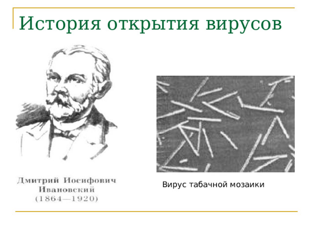 История открытия вирусов Вирус табачной мозаики 