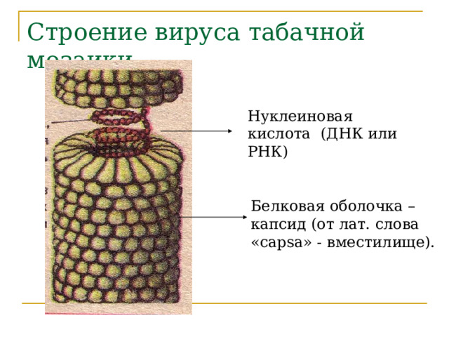 Строение вируса табачной мозаики Нуклеиновая кислота (ДНК или РНК) Белковая оболочка – капсид (от лат. слова « capsa » - вместилище).  