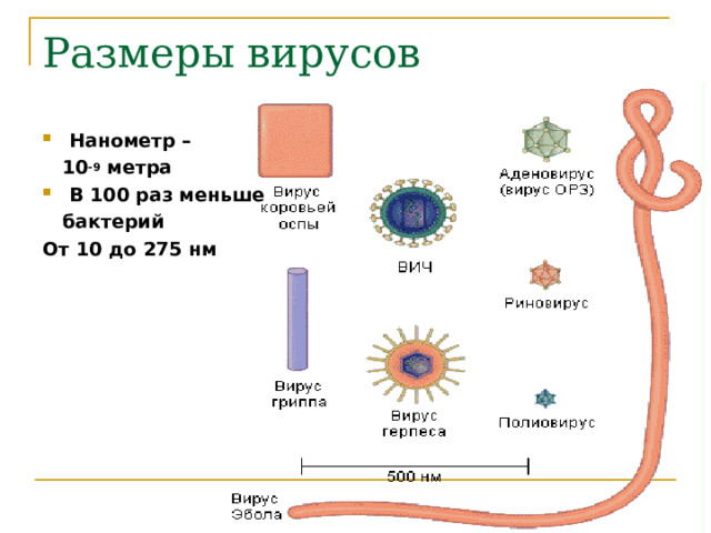 Размеры вирусов Нанометр –  10 -9 метра В 100 раз меньше  бактерий От 10 до 275 нм  