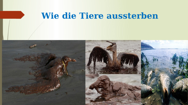 Wie die Tiere aussterben   