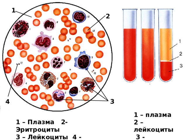 1 2 3 4 1 – плазма 2 – лейкоциты  3 - эритроциты 1 – Плазма 2- Эритроциты 3 – Лейкоциты 4 - Тромбоциты 