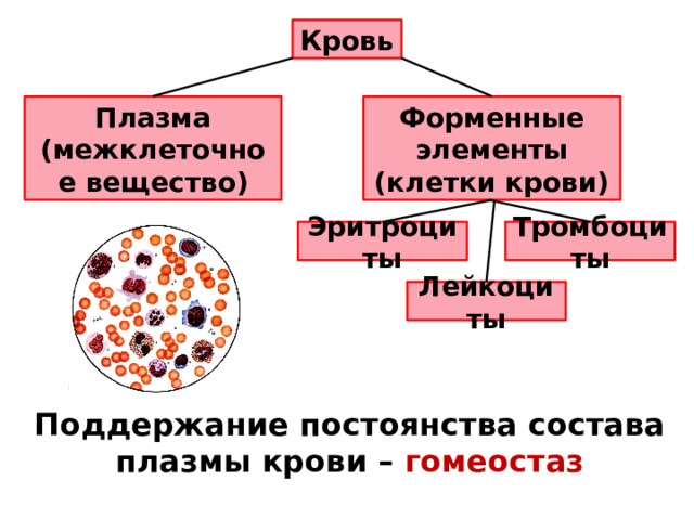 Кровь Плазма (межклеточное вещество) Форменные элементы (клетки крови) Эритроциты Тромбоциты Лейкоциты Поддержание постоянства состава плазмы крови – гомеостаз 