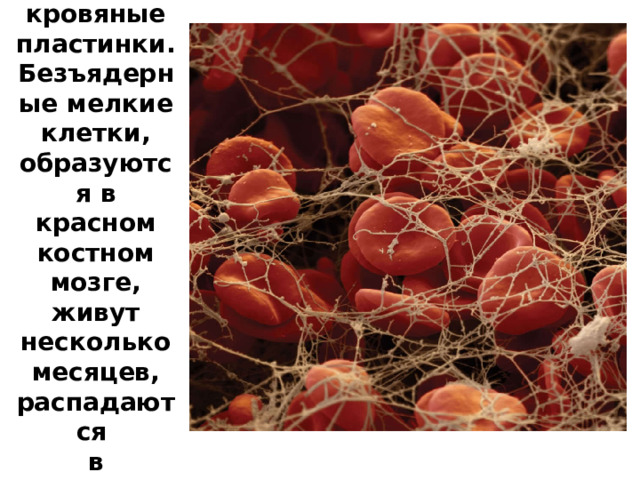Тромбоциты – кровяные пластинки. Безъядерные мелкие клетки, образуются в красном костном мозге, живут несколько месяцев, распадаются в селезенке и печени. 