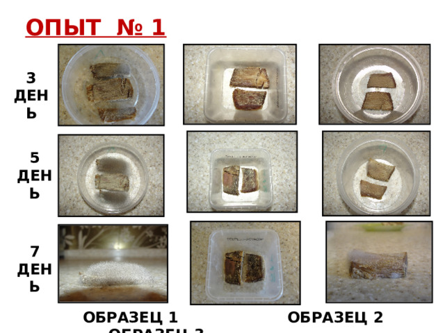ОПЫТ № 1 3 ДЕНЬ 5 ДЕНЬ 7 ДЕНЬ  ОБРАЗЕЦ 1 ОБРАЗЕЦ 2 ОБРАЗЕЦ 3 