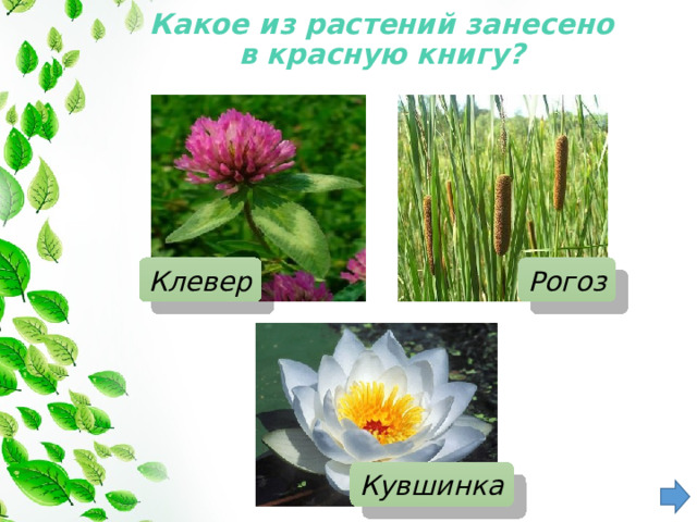 Какое из растений занесено в красную книгу?   Клевер Рогоз Кувшинка 