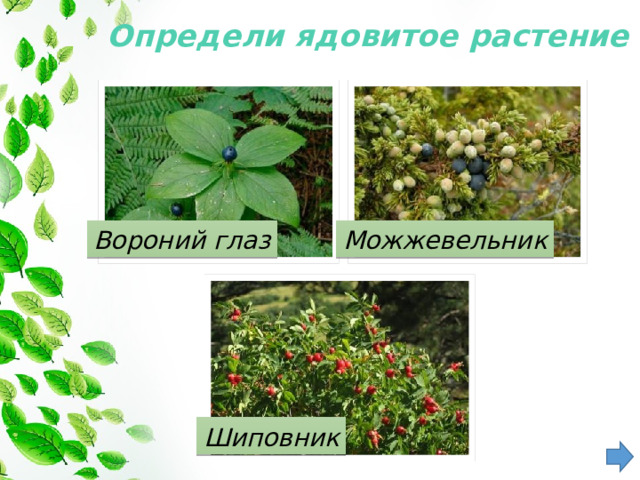 Определи ядовитое растение   Вороний глаз Можжевельник Шиповник 