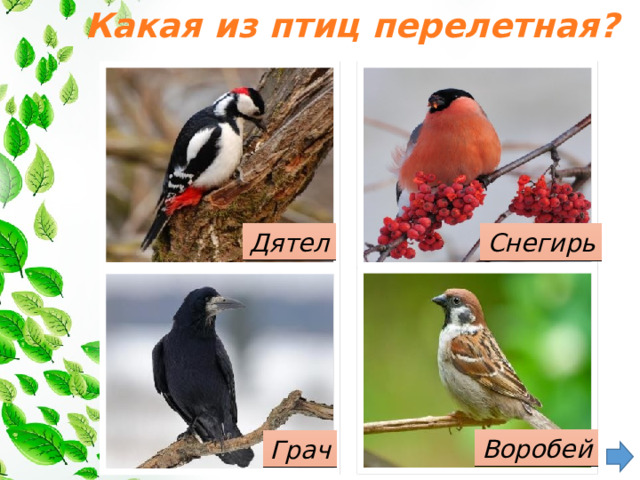 Какая из птиц перелетная?   Дятел Снегирь Воробей Грач 