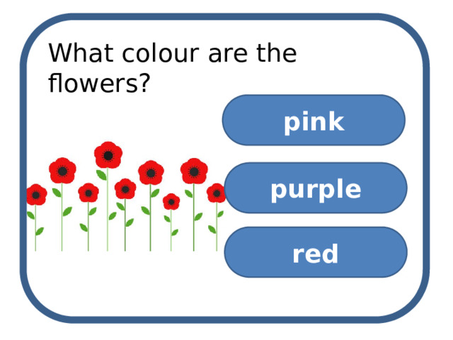 What colour are the flowers? pink purple red 
