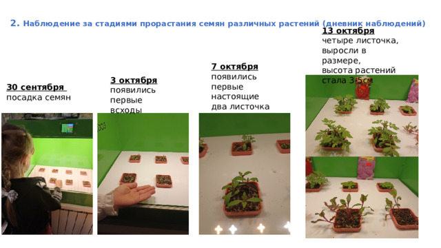 2. Наблюдение за стадиями прорастания семян различных растений (дневник наблюдений)   13 октября четыре листочка, выросли в размере, высота растений стала 3-5см 7 октября появились первые настоящие два листочка 3 октября появились первые всходы 30 сентября посадка семян 