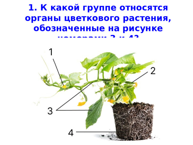 1. К какой группе относятся органы цветкового растения, обозначенные на рисунке номерами 3 и 4?    