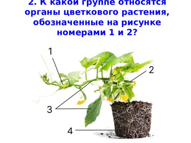 2. К какой группе относятся органы цветкового растения, обозначенные на рисунке номерами 1 и 2?      
