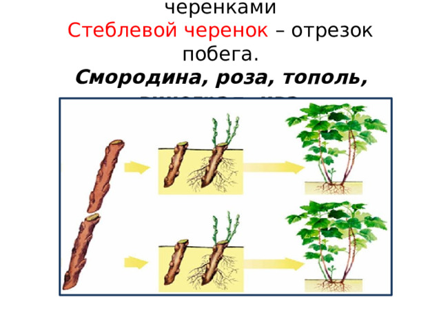 1. Размножение стеблевыми черенками  Стеблевой черенок – отрезок побега.  Смородина, роза, тополь, виноград, ива. 
