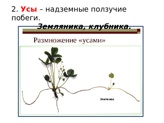 2. Усы – надземные ползучие побеги. Земляника, клубника. 