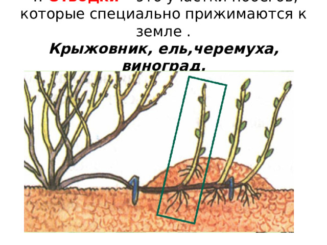 4. Отводки –  это участки побегов, которые специально прижимаются к земле .  Крыжовник, ель,черемуха, виноград. 
