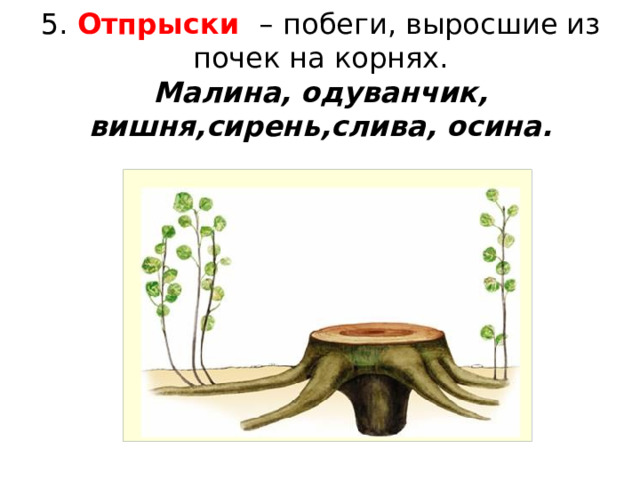 5. Отпрыски –  побеги, выросшие из почек на корнях.  Малина, одуванчик, вишня,сирень,слива, осина. 