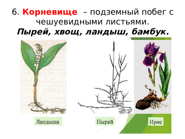 6. Корневище –  подземный побег с чешуевидными листьями.  Пырей, хвощ, ландыш, бамбук. 